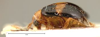 Media type: image; Entomology 18405   Aspect: habitus lateral view